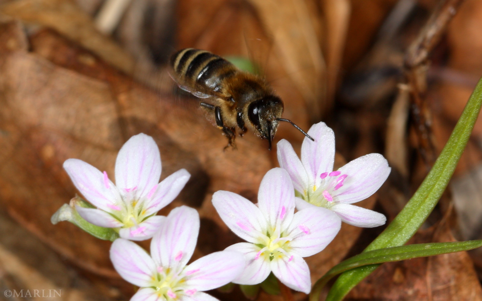 color photo wild honey bee flying near spring ephemeral flowers