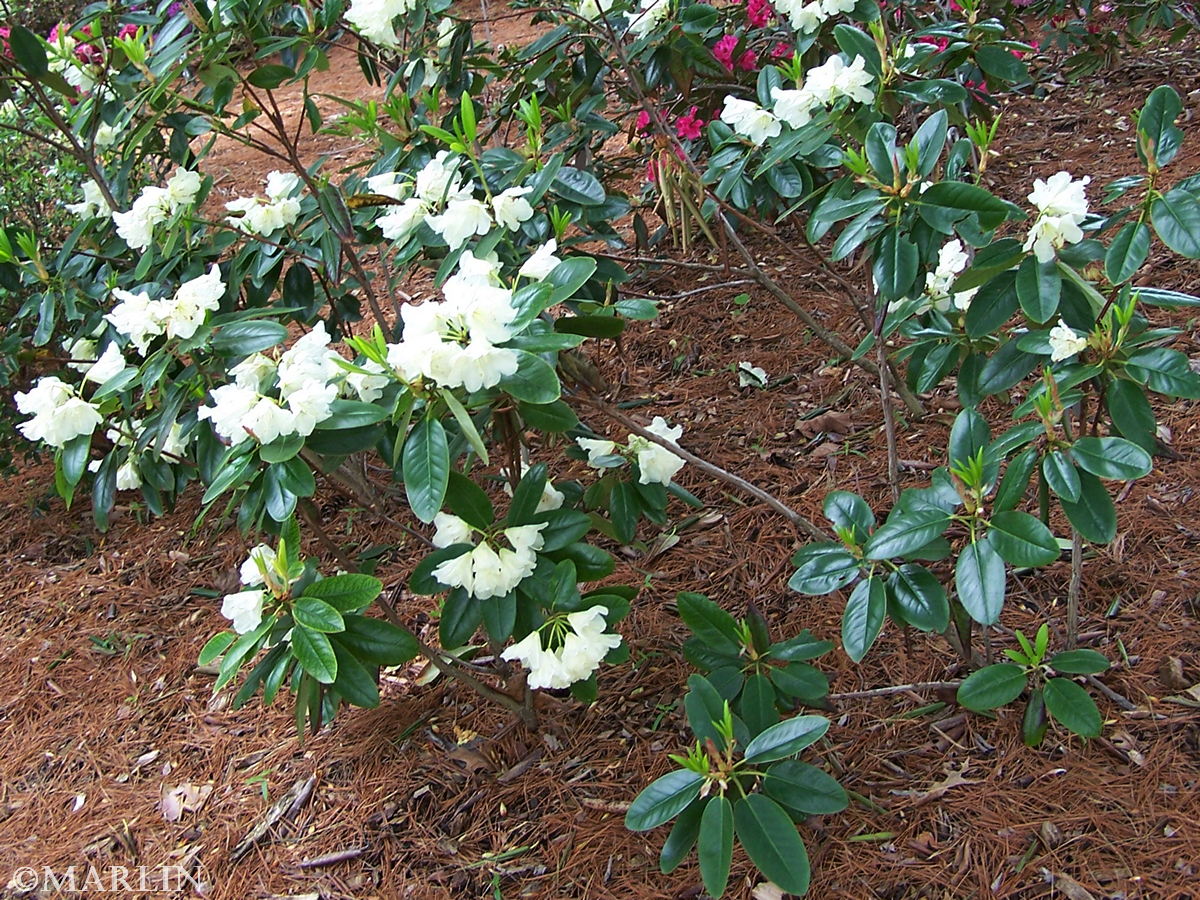 color photo Hong Kong Rhododendron plant