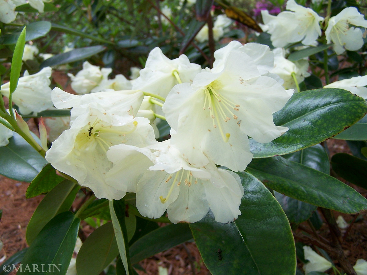 color photo Hong Kong Rhododendron