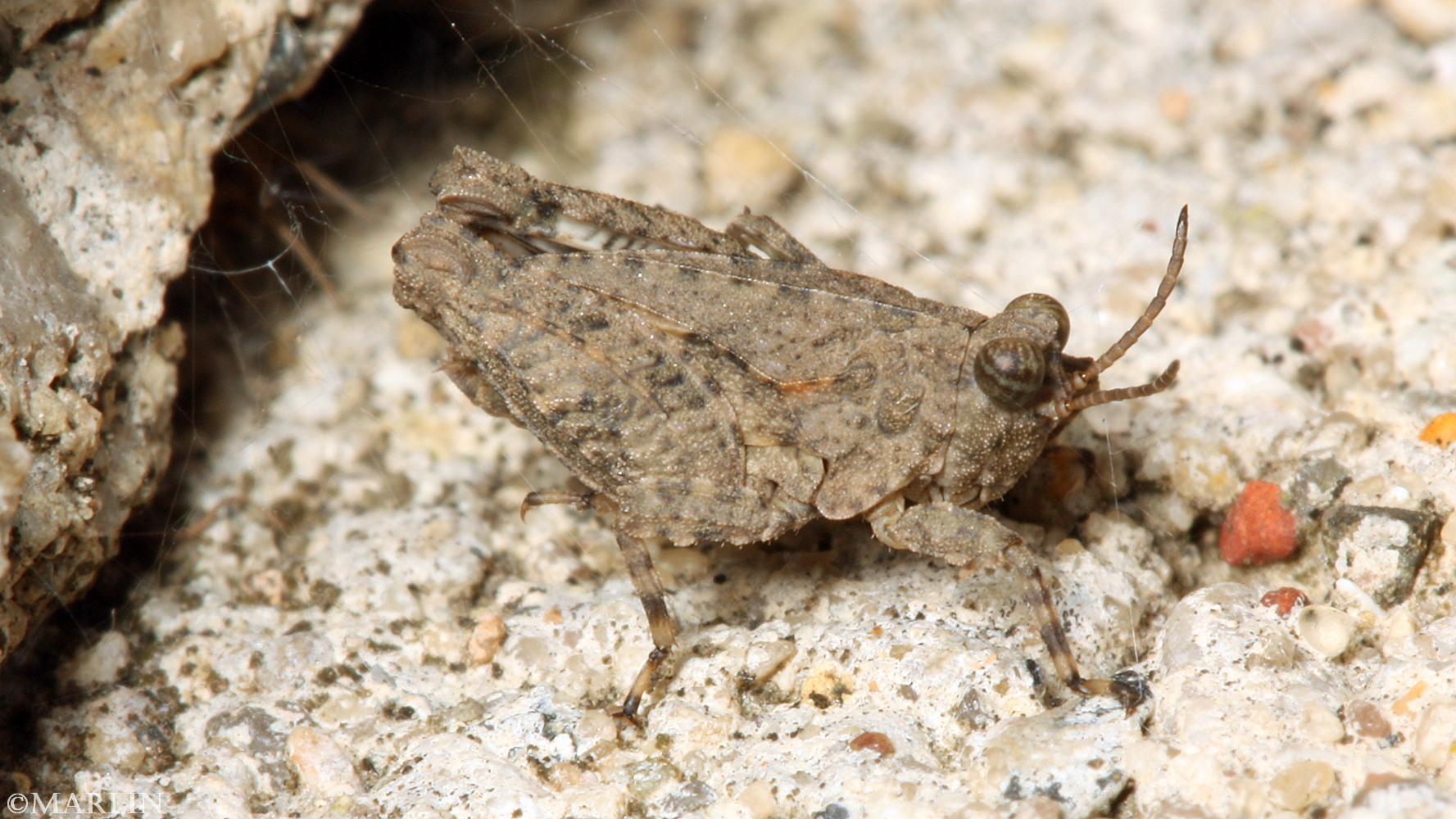 Hooded Grouse Locust - Paratettix cucullatus