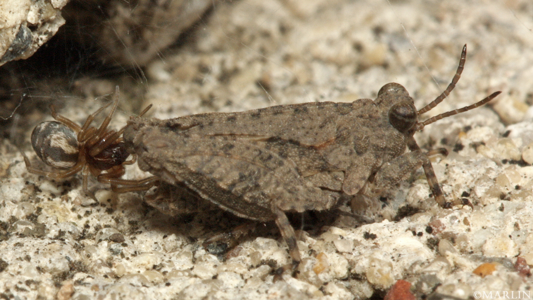 Hooded Grouse Locust - Paratettix cucullatus