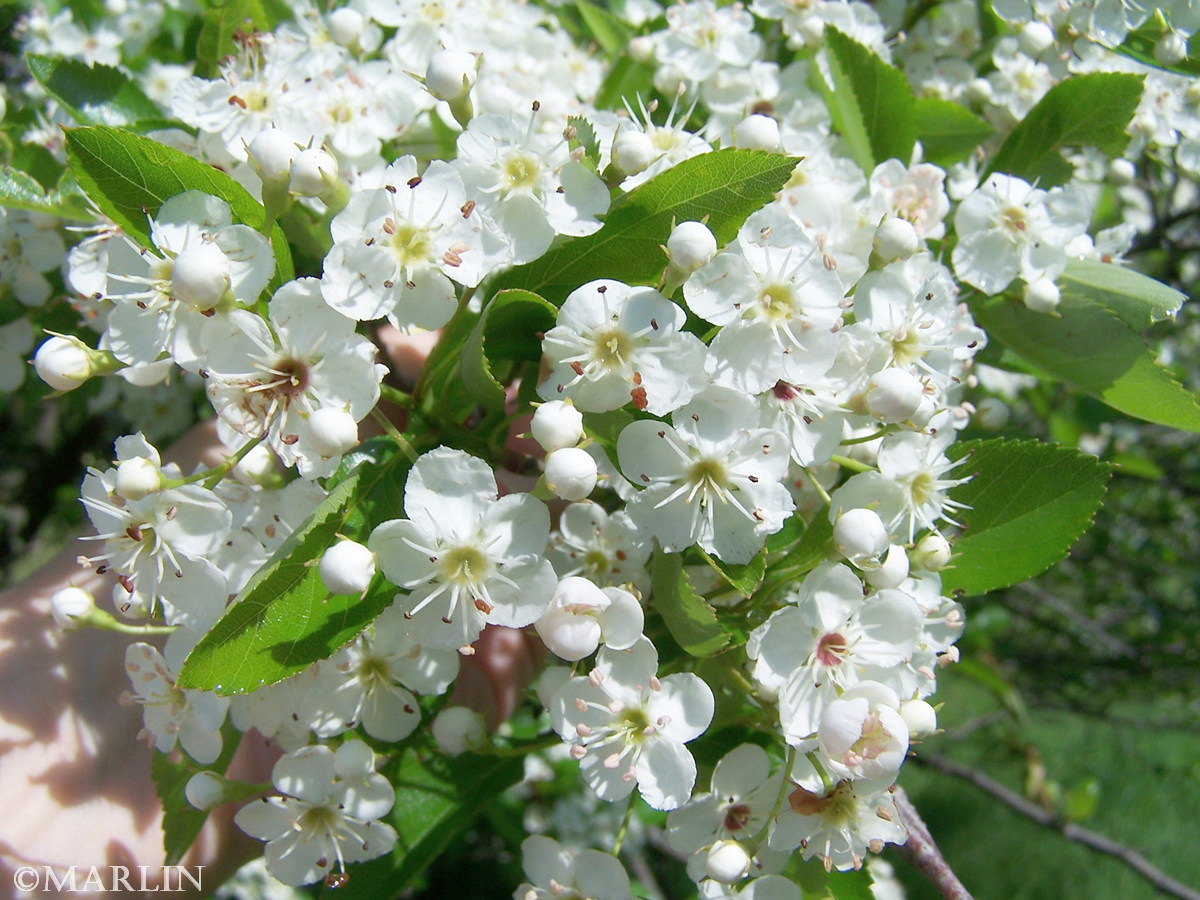 color photo hooks hawthorn blossoms