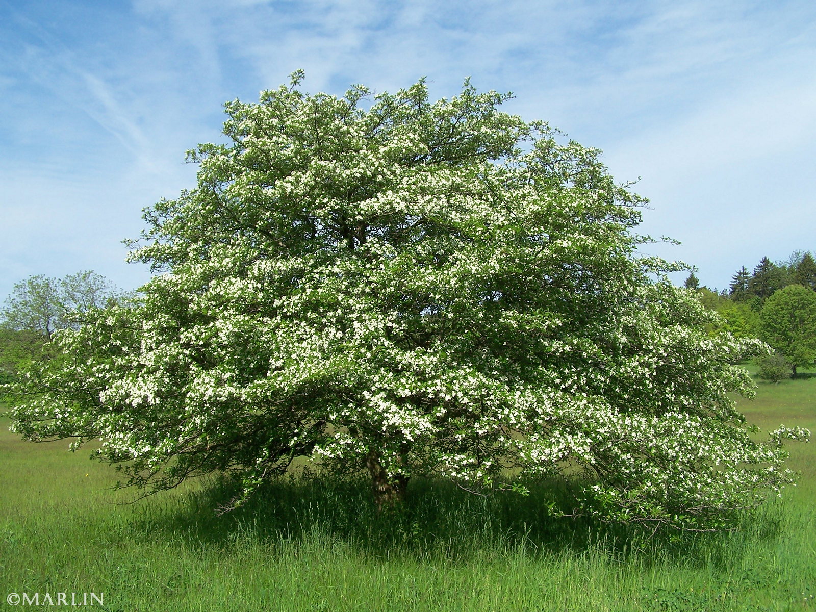 color photo Hooks hawthorn in bloom