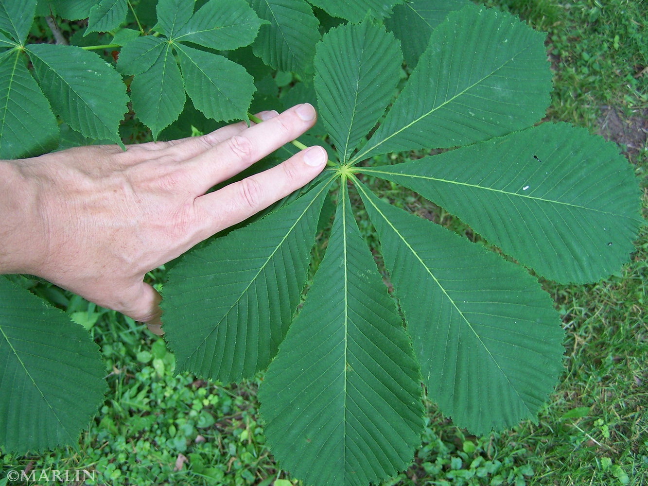 color photo Horse Chestnut leaflet arrangement