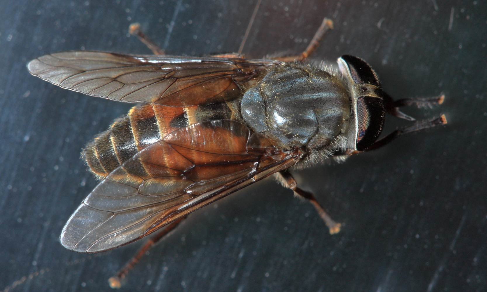 color photo Horse Fly - Hybomitra species