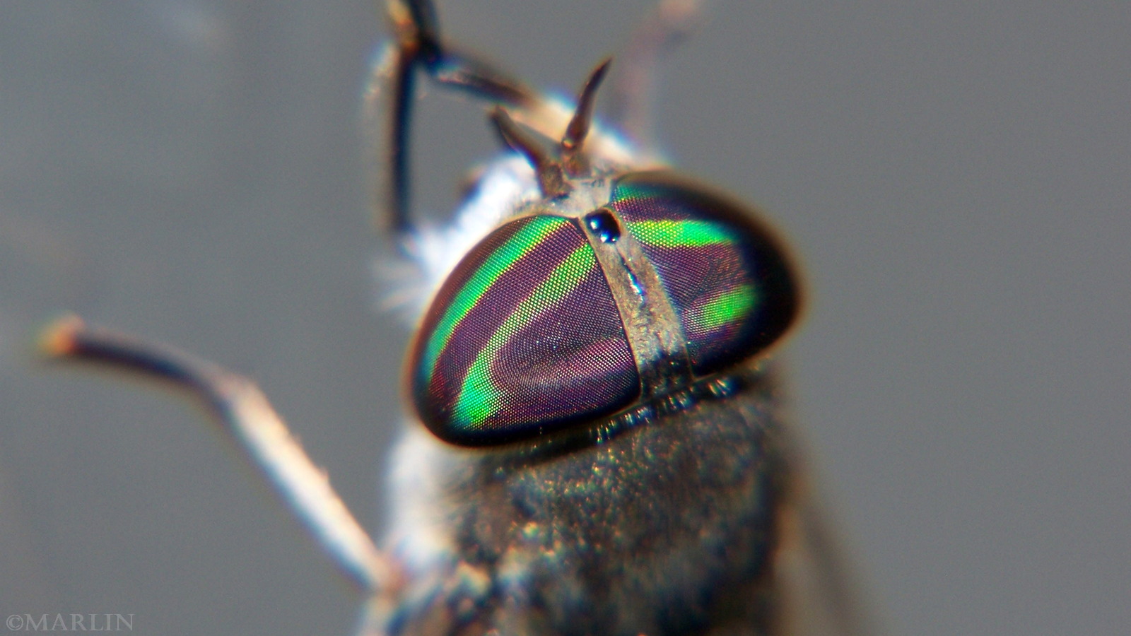 color photo horse fly eyes close up