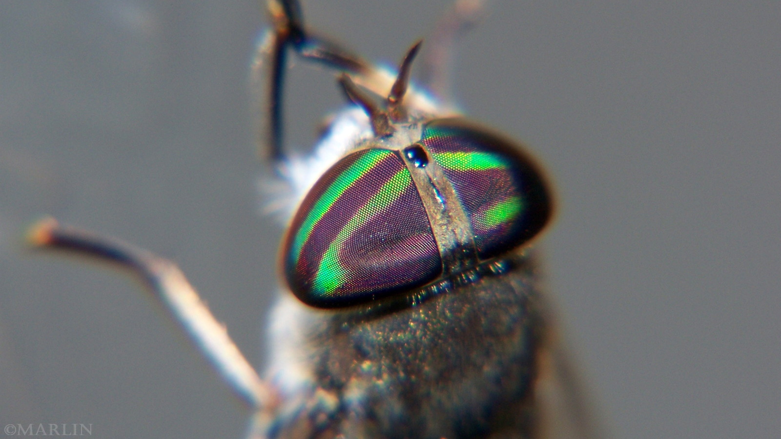 color photo horse fly eyes close up