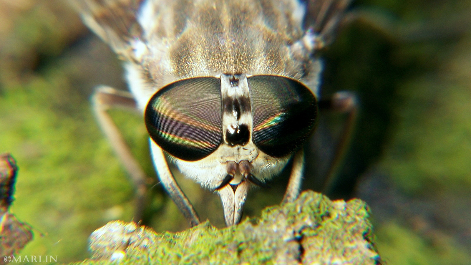 color photo Horse Fly - Tabanus sulcifrons eyes close up
