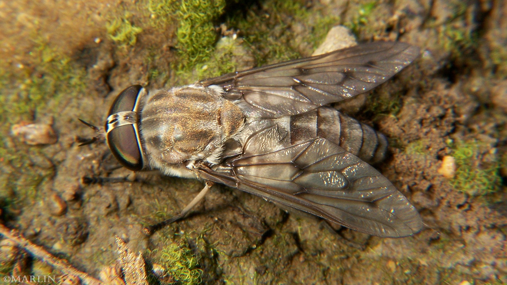 color photo Horse Fly - Tabanus sulcifrons dorsal view