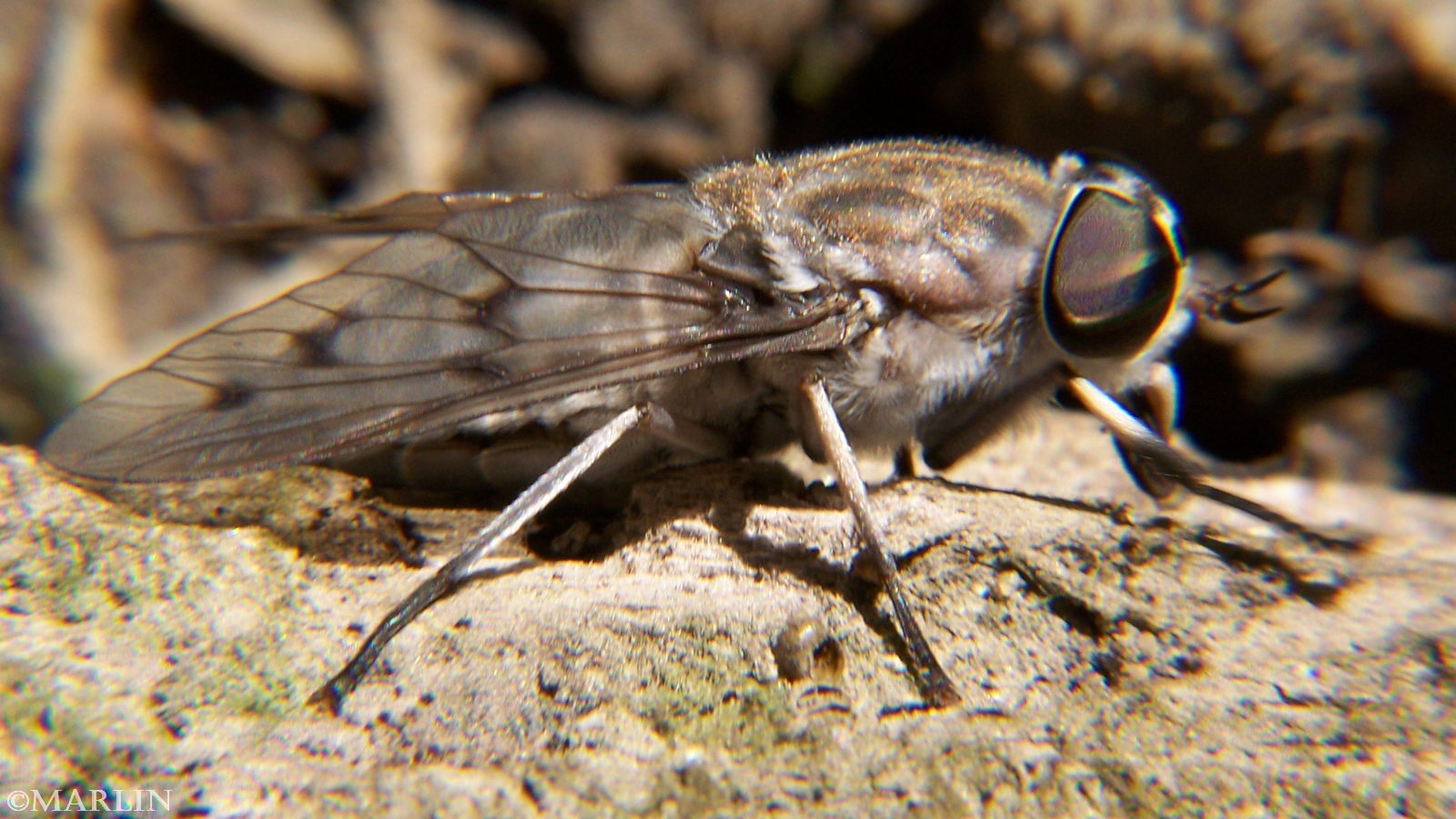 color photo Horse Fly - Tabanus sulcifrons lateral view
