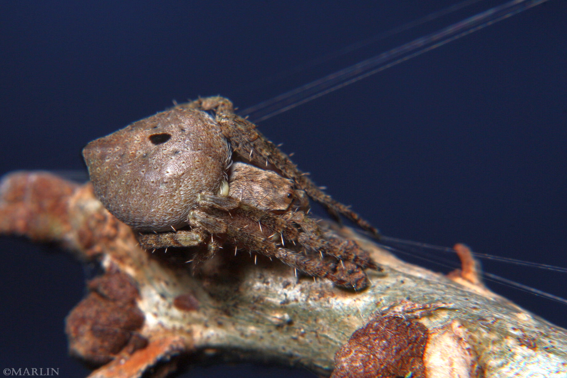 color photo Humpback Orb Weaver - Eustala species