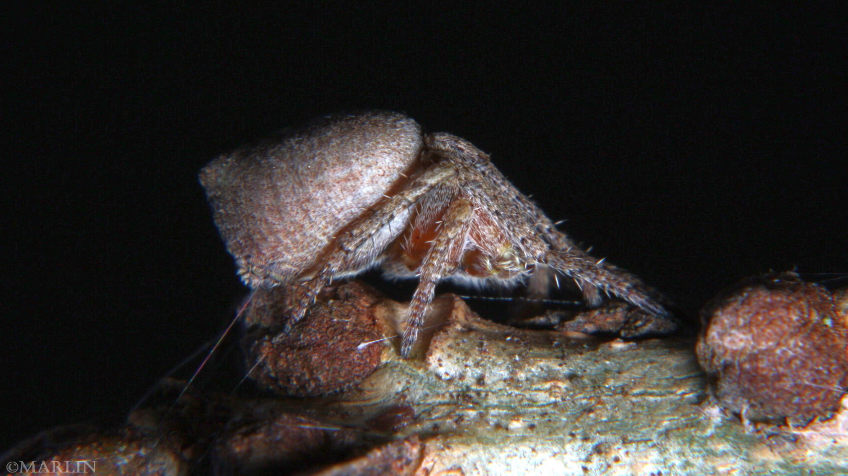 color photo Humpback Orb Weaver - Eustala species lateral view