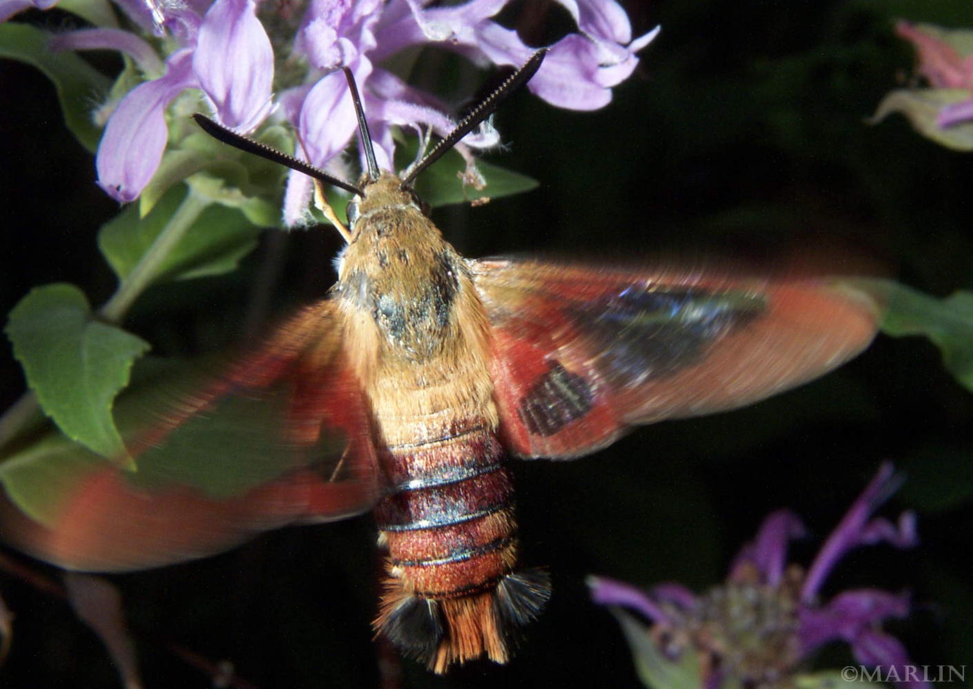 color photo Hummingbird Clearwing Moth - with monarda flowers