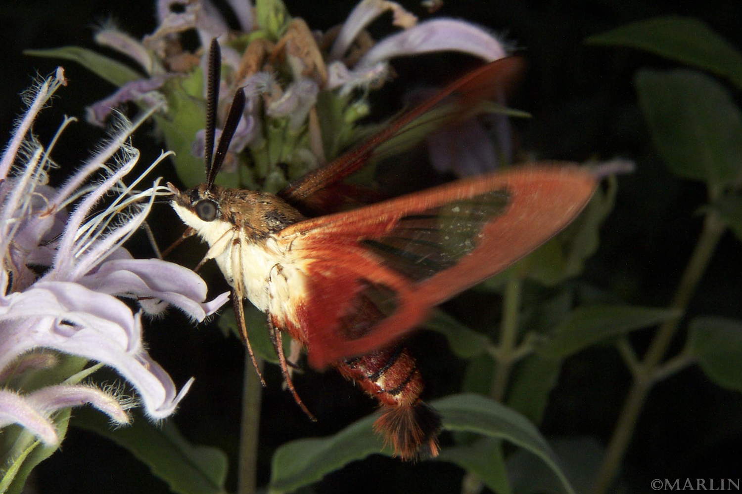 color photo Hummingbird Clearwing Moth - Hemaris thysbe