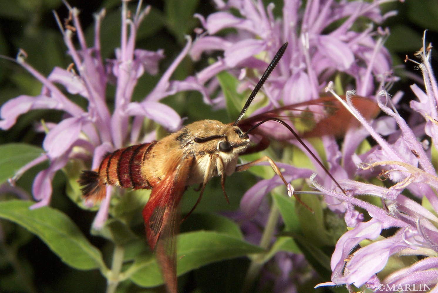 color photo Hummingbird Clearwing Moth - nectaring at monarda