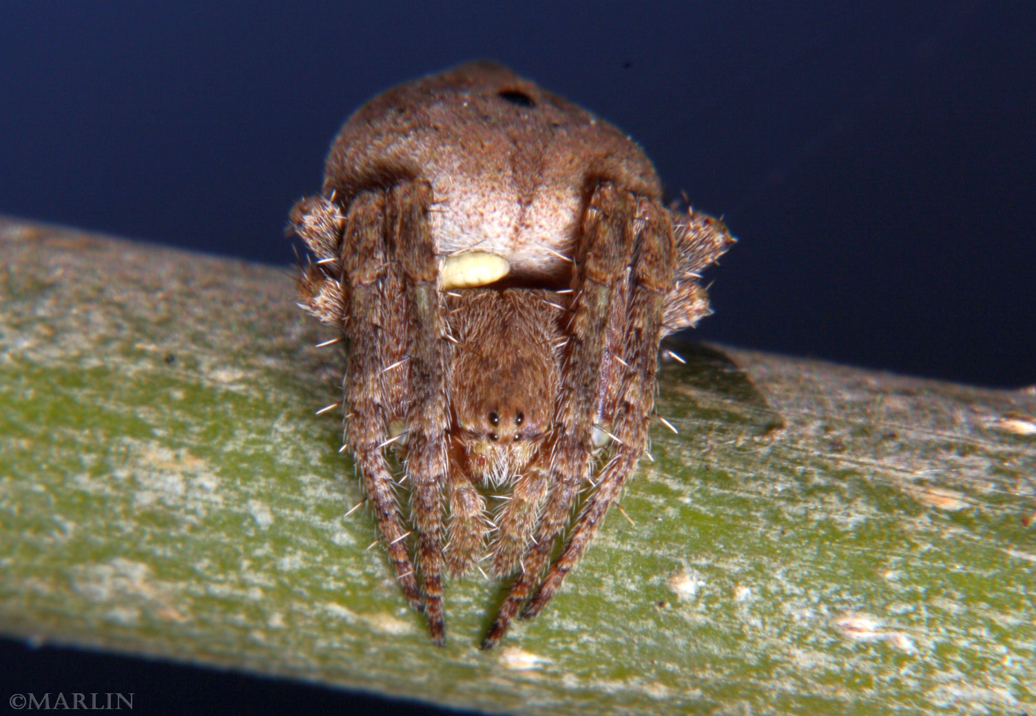 color photo Humpback Orb Weaver - Eustala species 