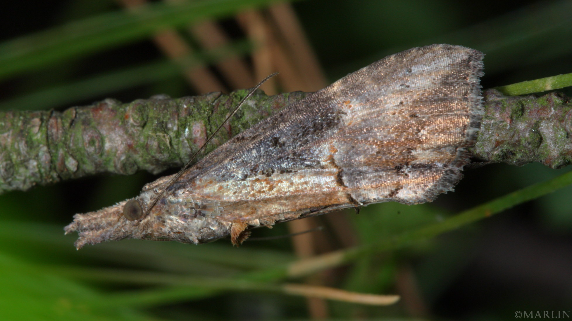 Green Cloverworm Moth - Hypena scabra 