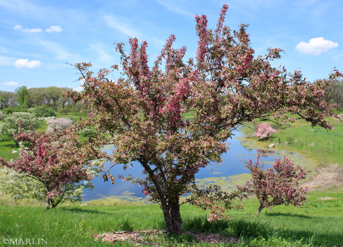 color photo Indian Magic Crabapple