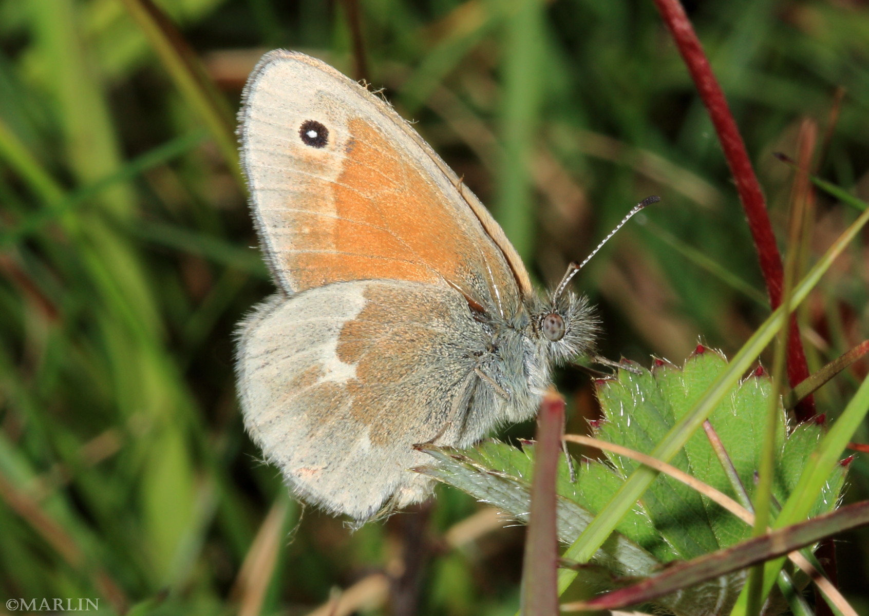 color photo Inornate Ringlet Butterfly