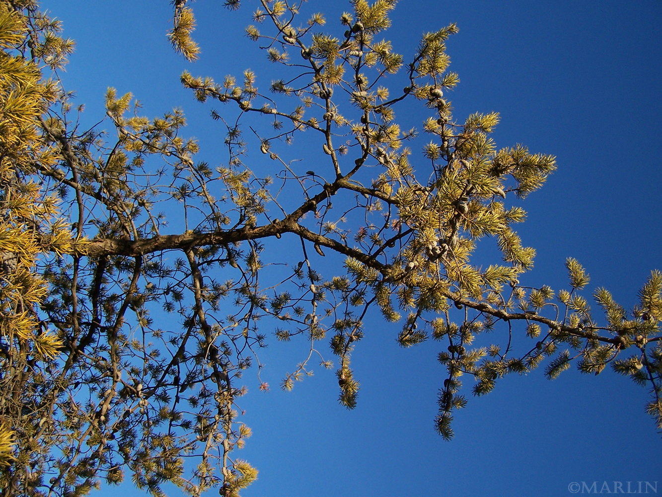 color photo Jack Pine - Pinus banksiana foliage