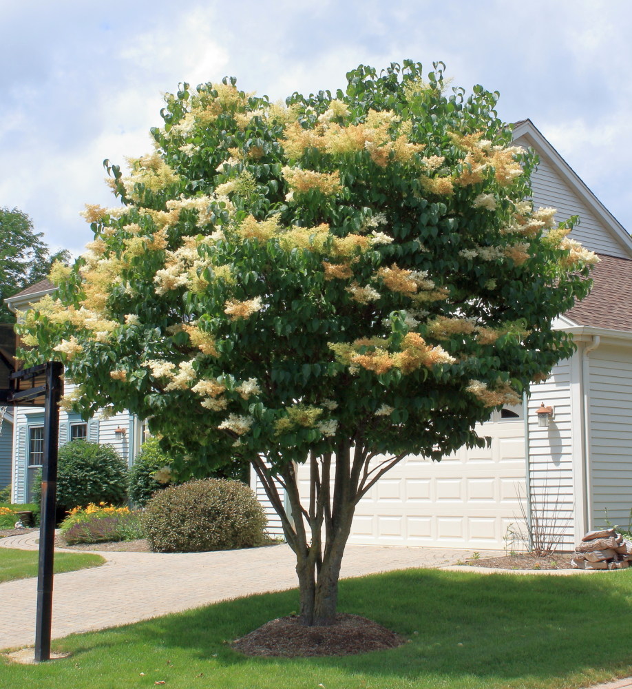 color photo Japanese tree lilac in bloom