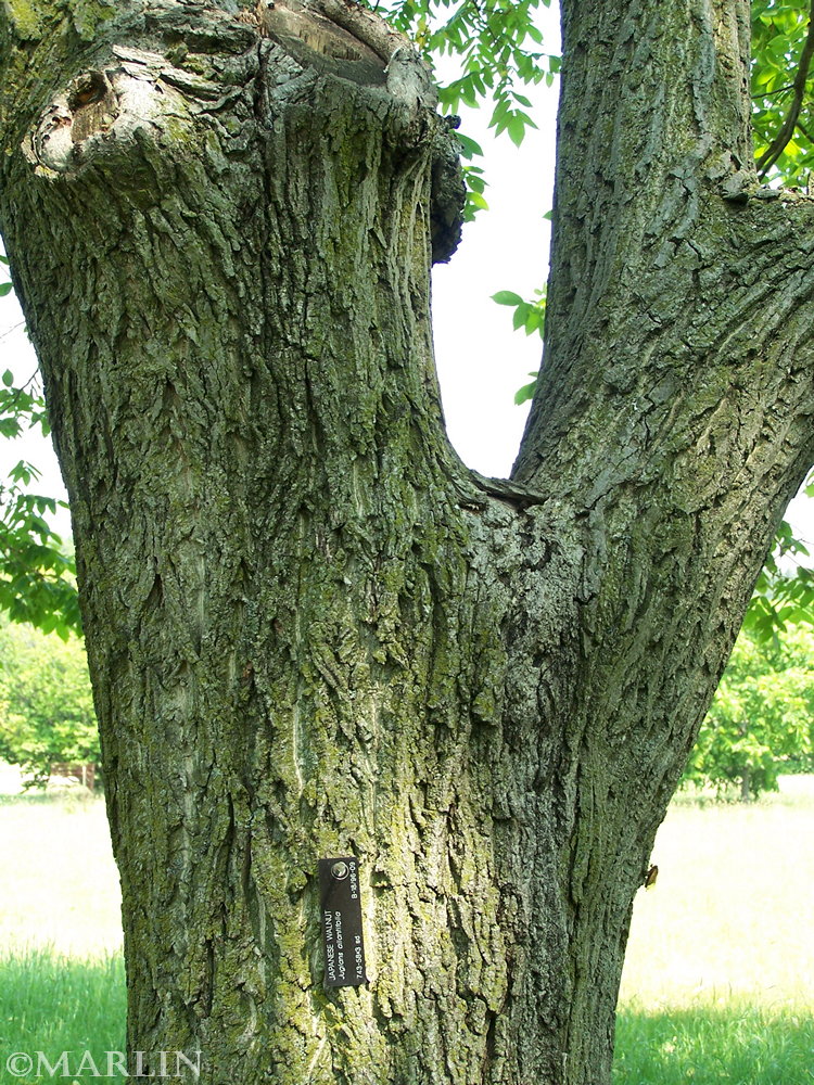 color photo walnut tree bark