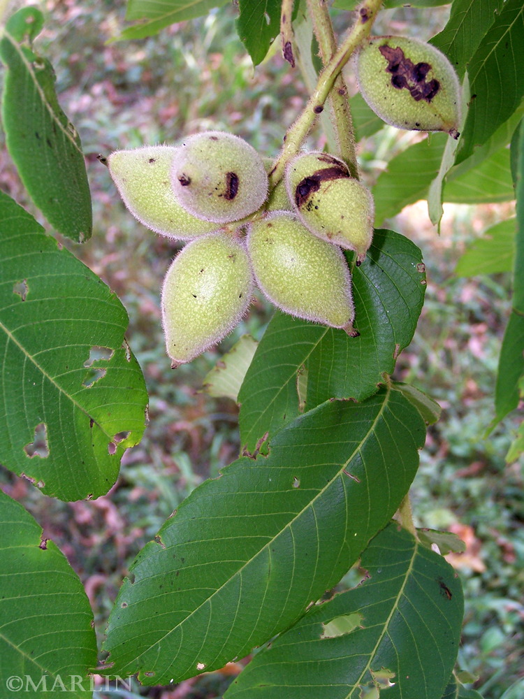 color photo Japanese Walnut walnuts