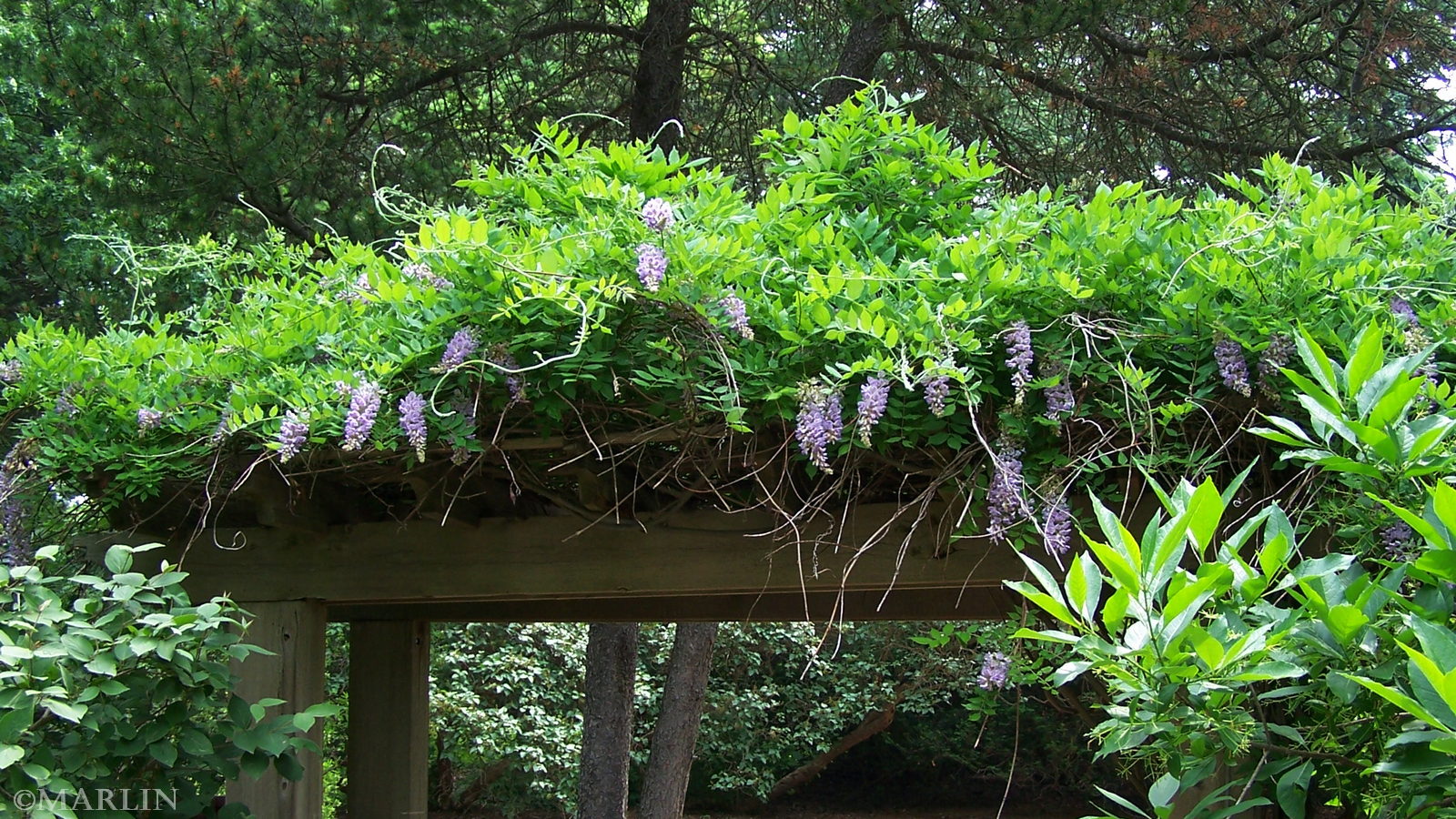 Kentucky Wisteria Wisteria macrostachya North American Insects
