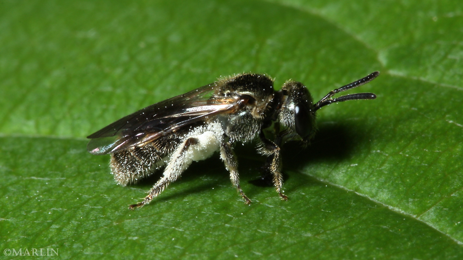 Halictid Bee -  Lasioglossum species