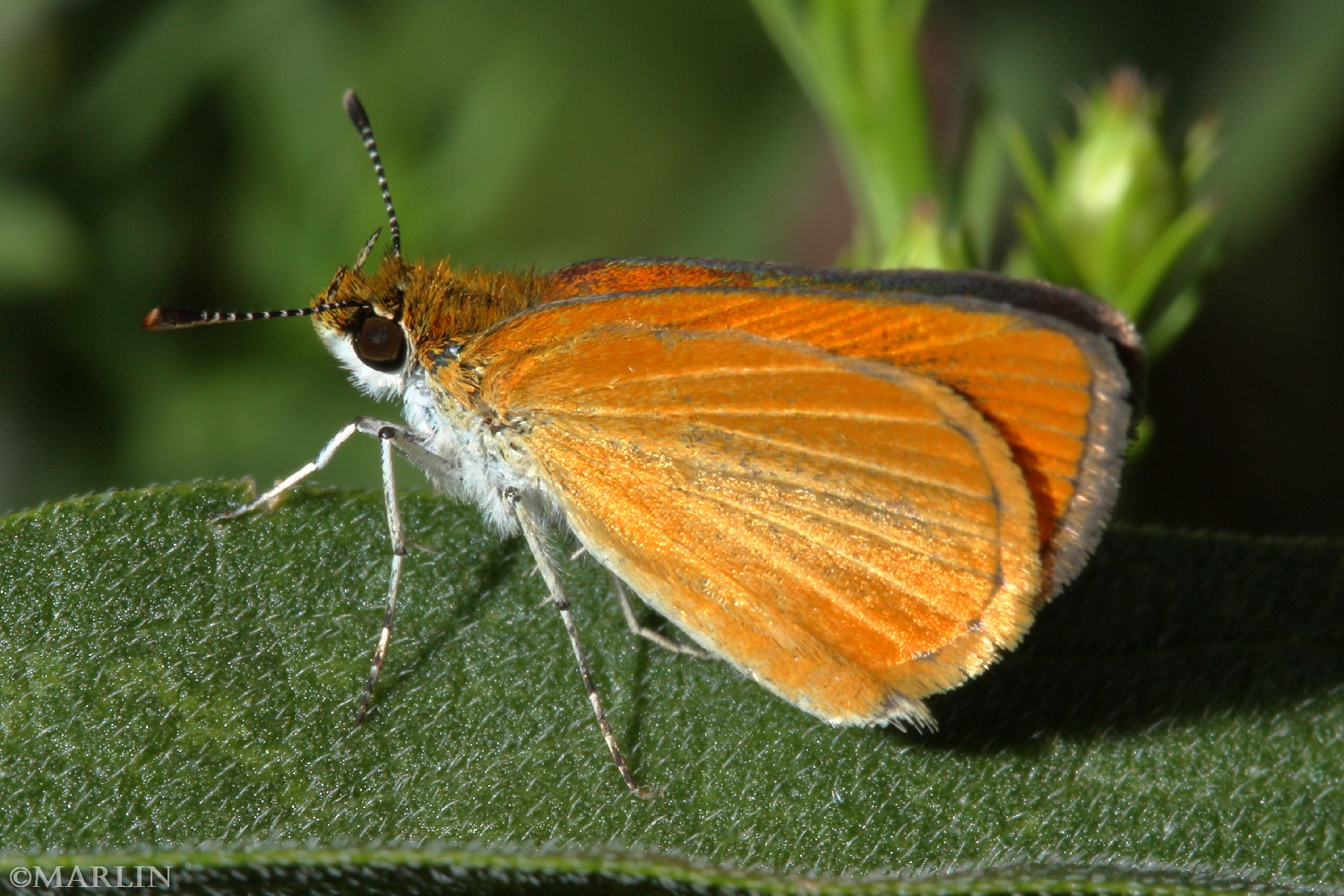 color photo least skipper butterfly