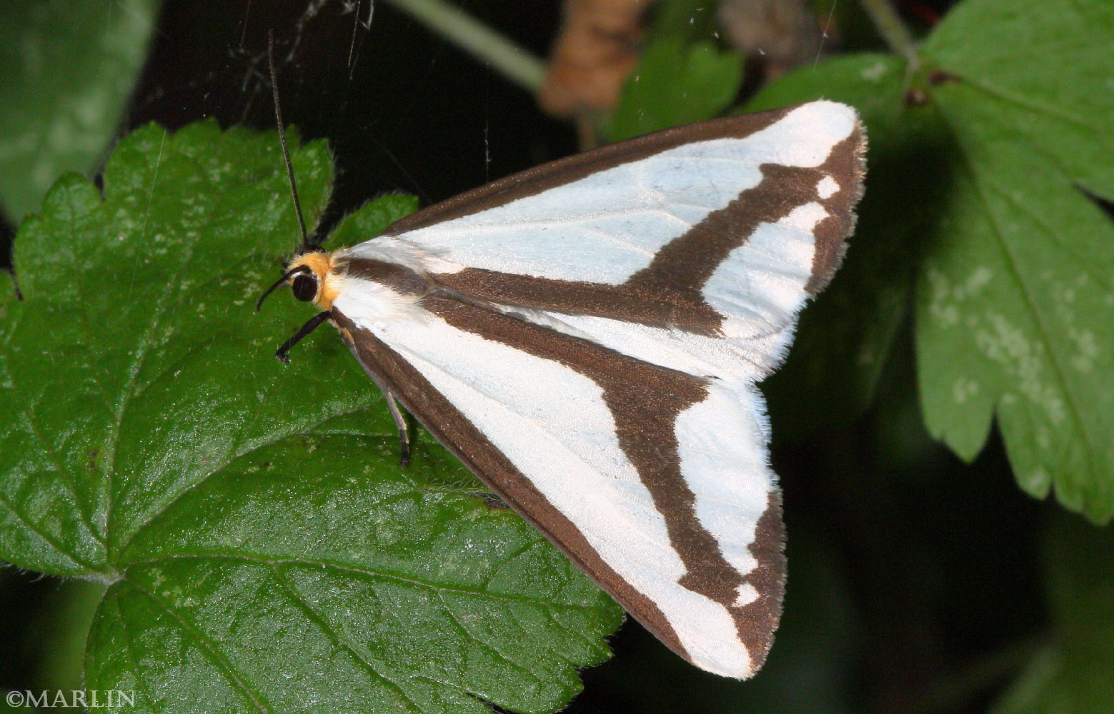 color photo Leconte's Haploa Moth - Haploa lecontei