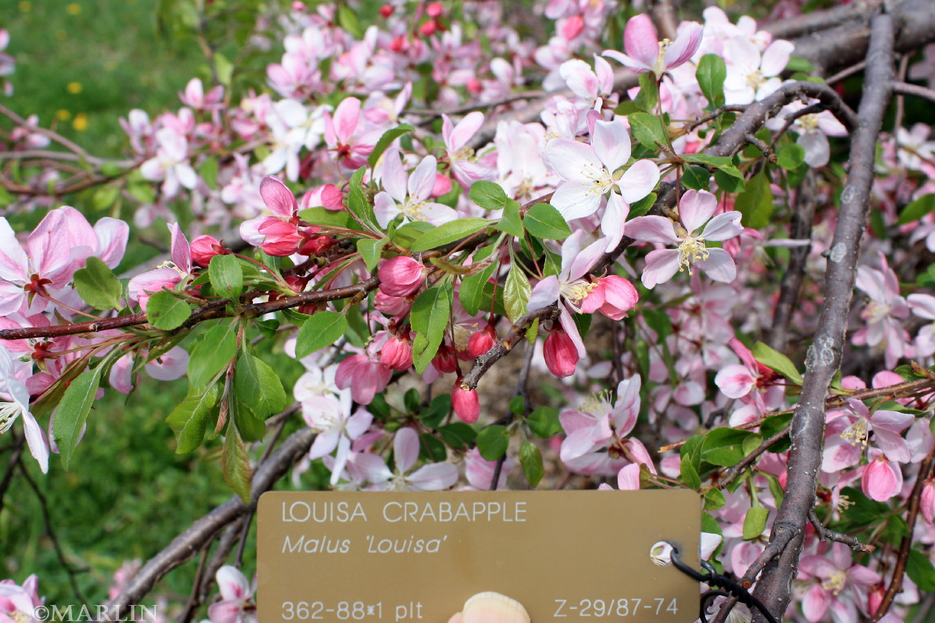 color photo Louisa Crabapple pink buds white blossoms