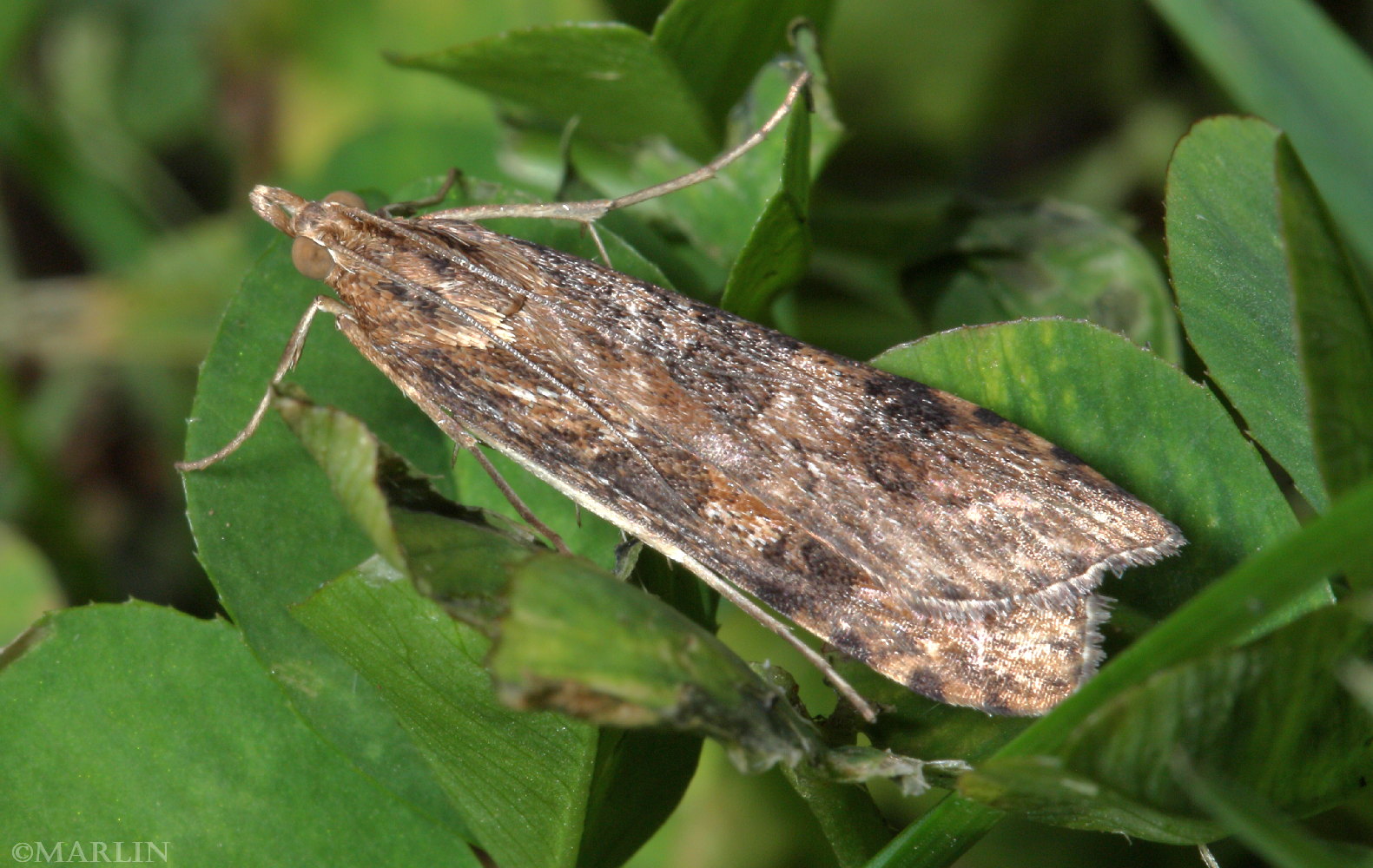 color photo Lucerne moth 