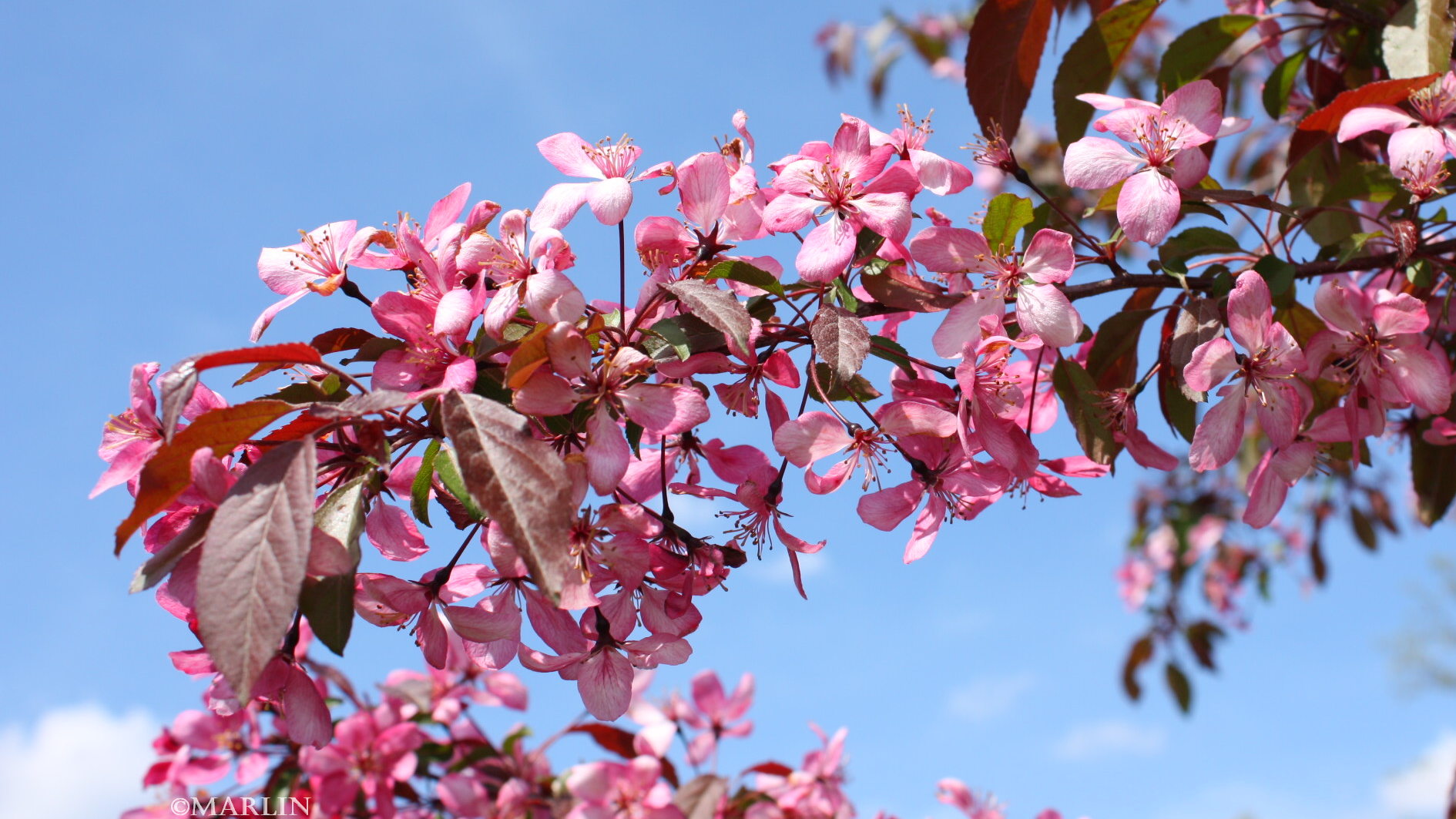 color photo pink maria crabapple blossoms