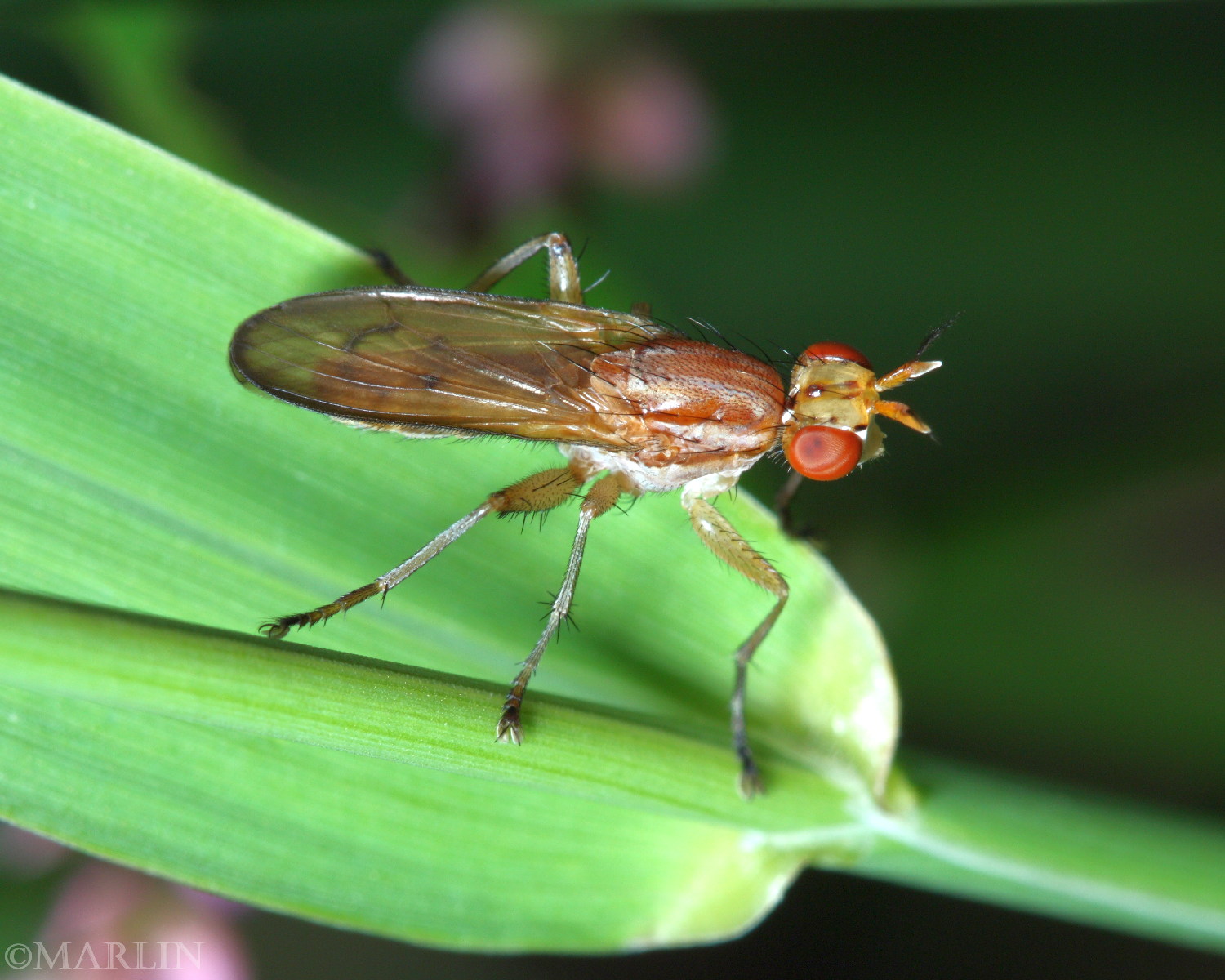 color photo marsh fly with red eyes