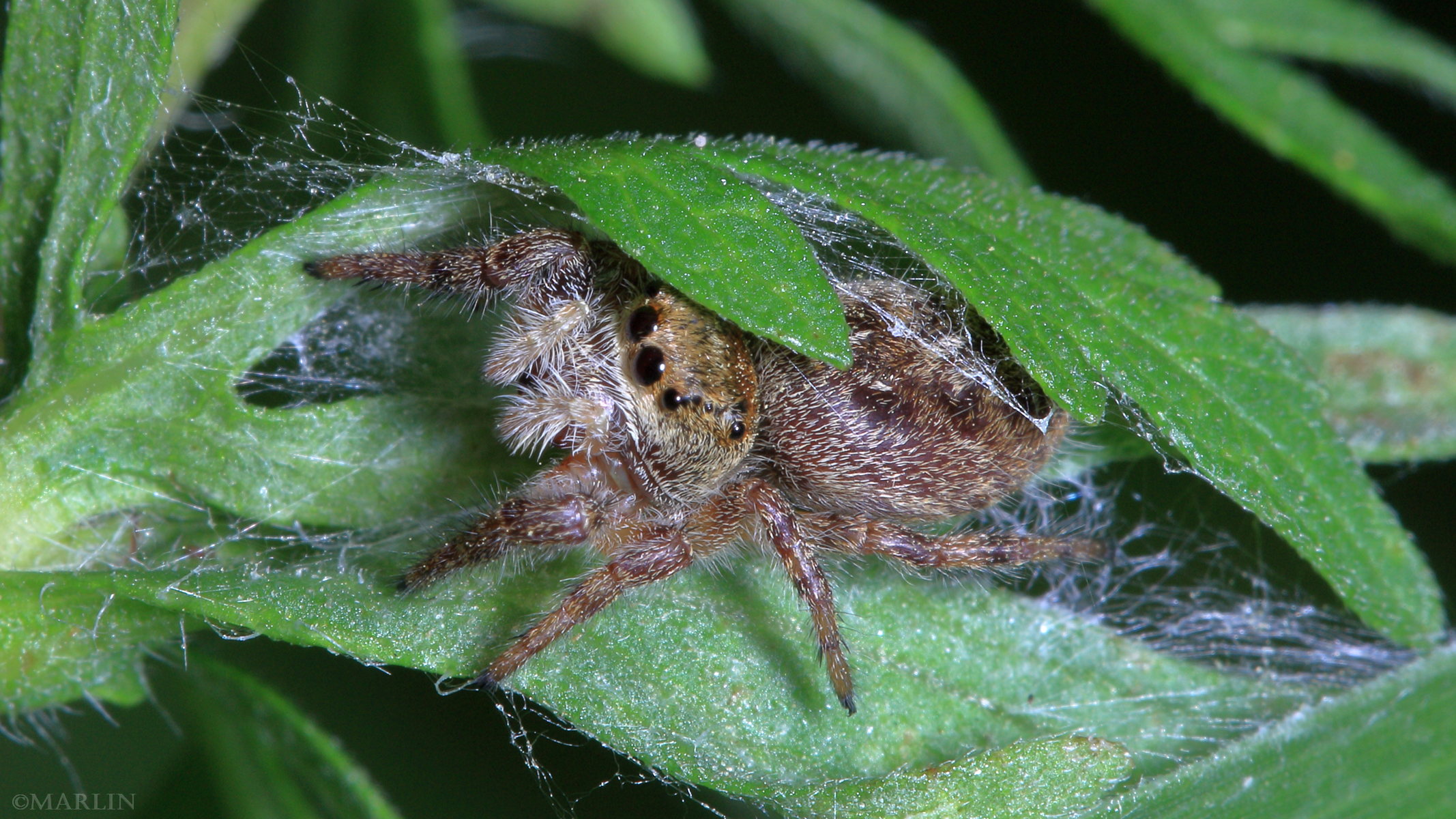 The Bold Jumping Spider Looks And Acts The Part