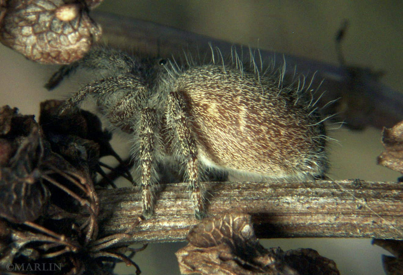 color photo jumping spider lifeline