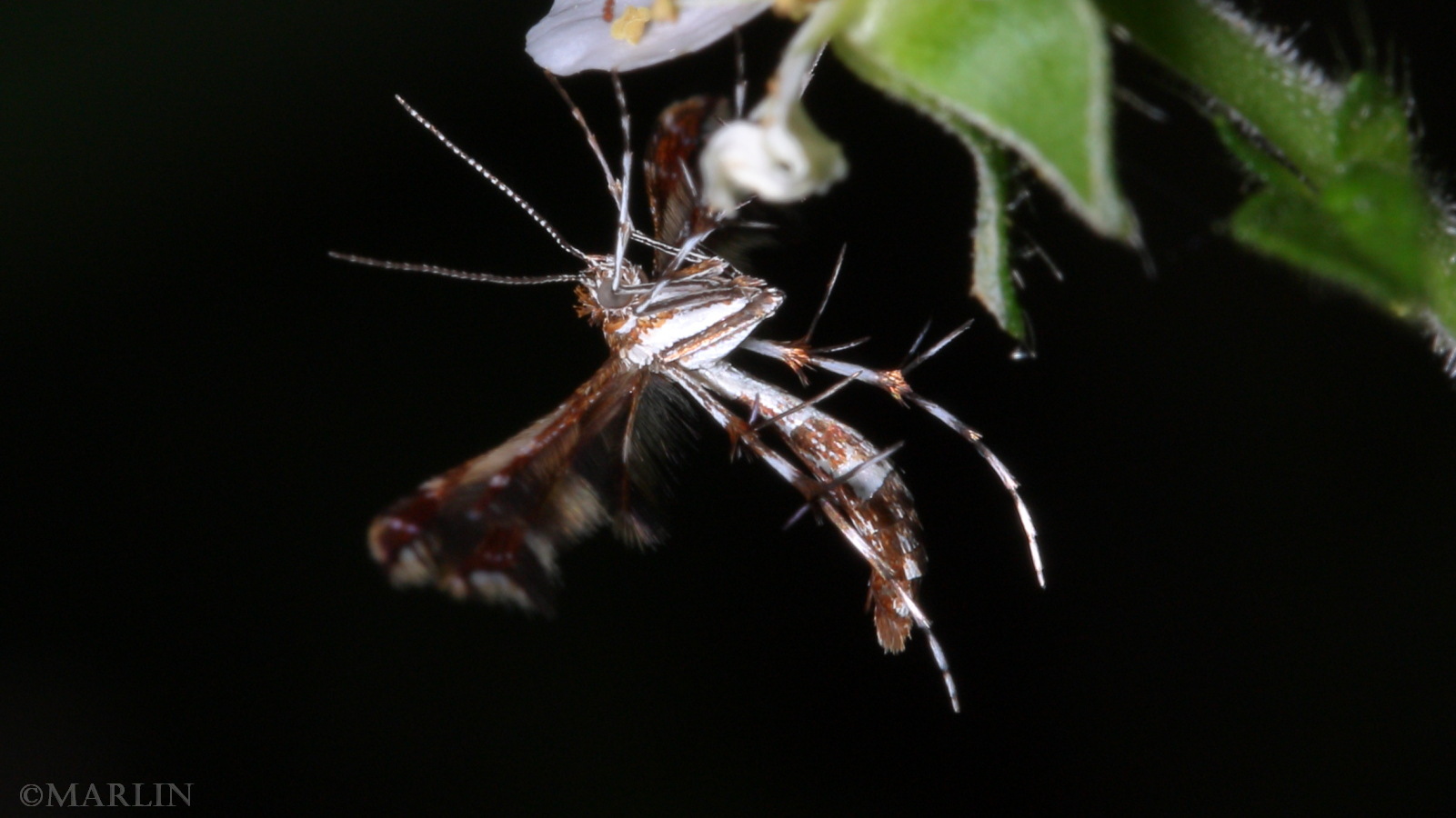 color photo Himmelman's Plume Moth