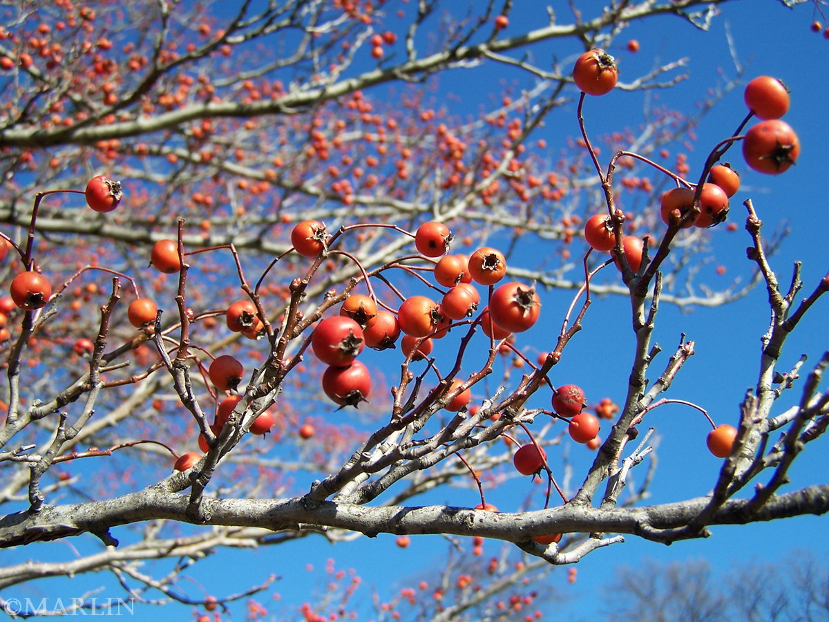 color photo red hawthorn berries against blue sky