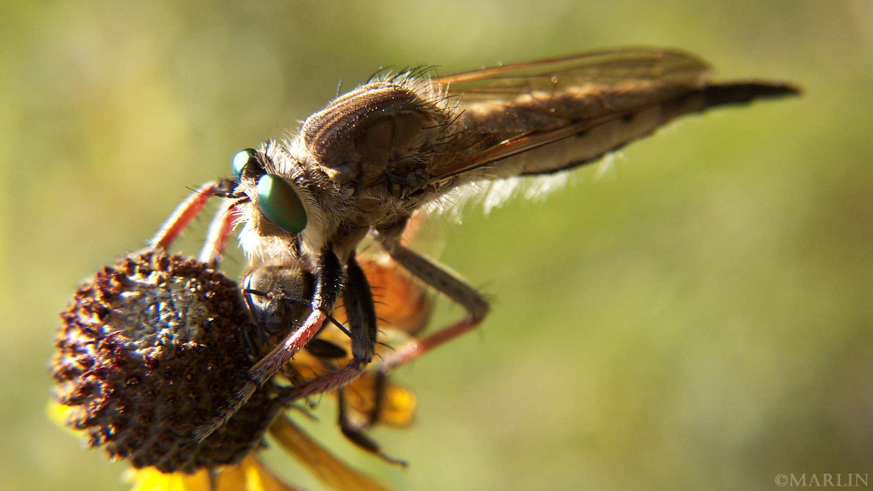 color macro photo of Giant Robber Fly with honeybee prey