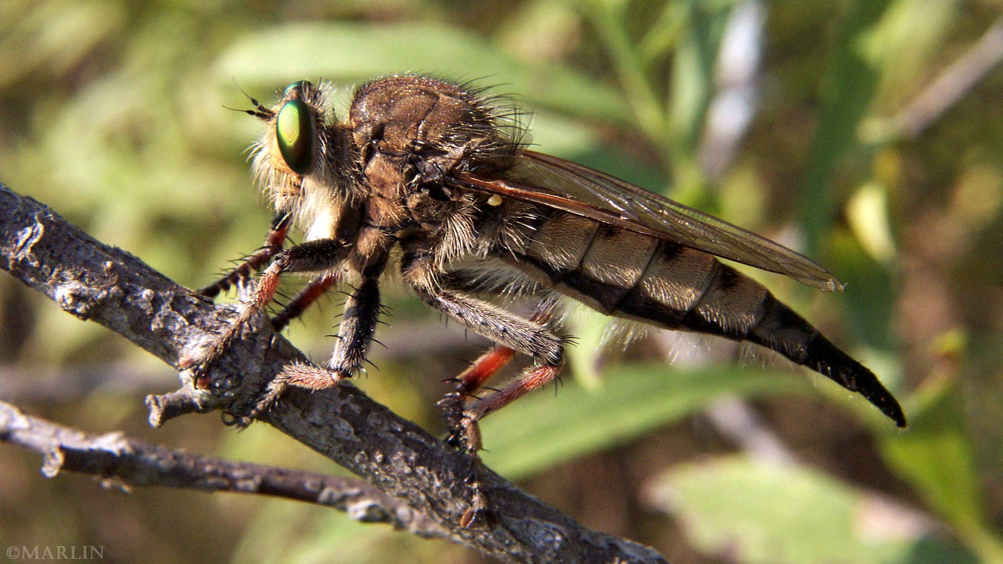color macrophoto of Giant Robber Fly - Promachus species