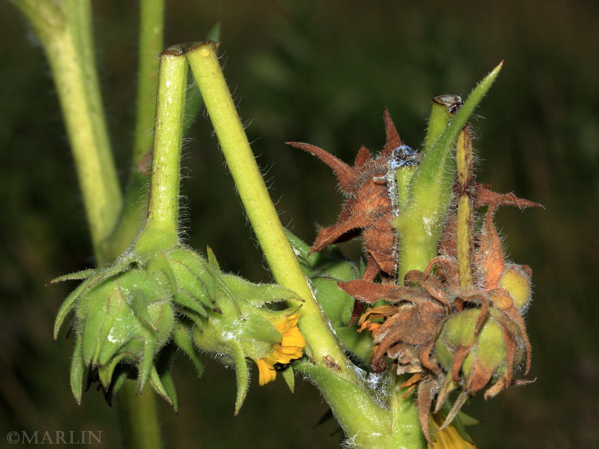 Head-clipping Weevil damage to Silphium flowers