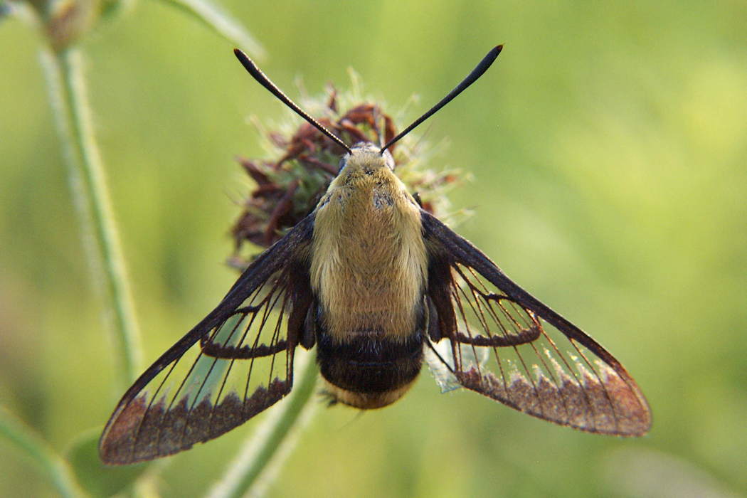 color photo snowberry clearwing moth
