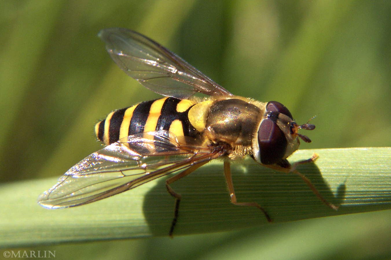 color photo Syrphid Fly - Metasyrphus americanus