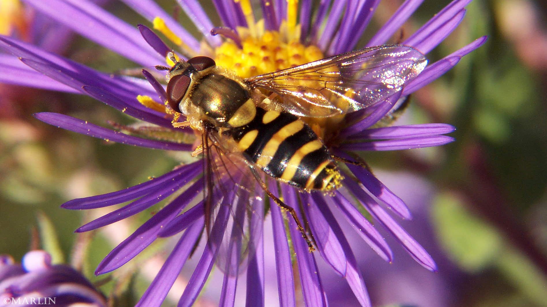 color photo Syrphid Fly - Metasyrphus americanus