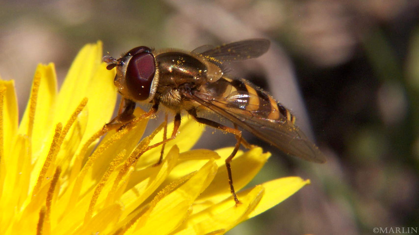 color photo Syrphid Fly - Metasyrphus americanus on yellow dandelion flower