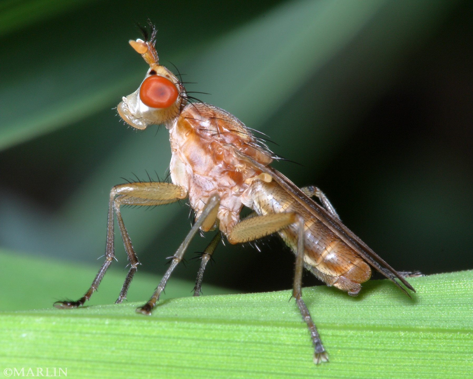 color photo Marsh Fly - Tetanocera species lateral view