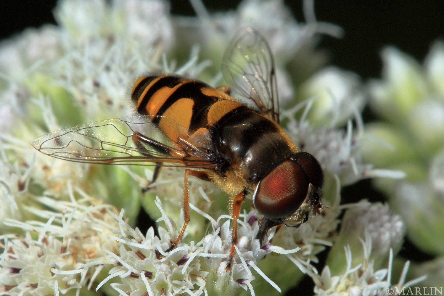 color photo of Transverse Flower Fly
