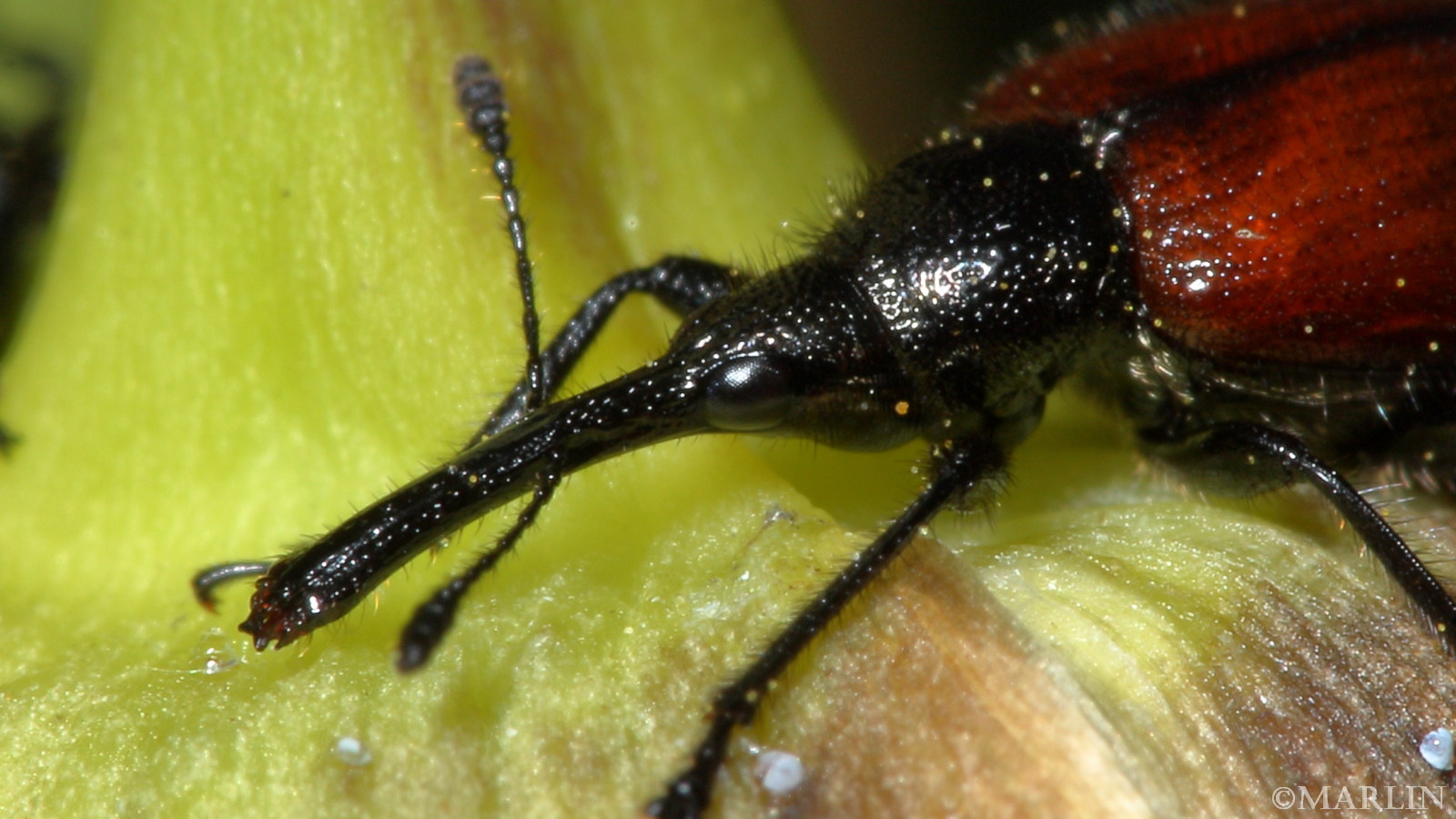 extreme close up color photo sunflower head-clipping weevil snout