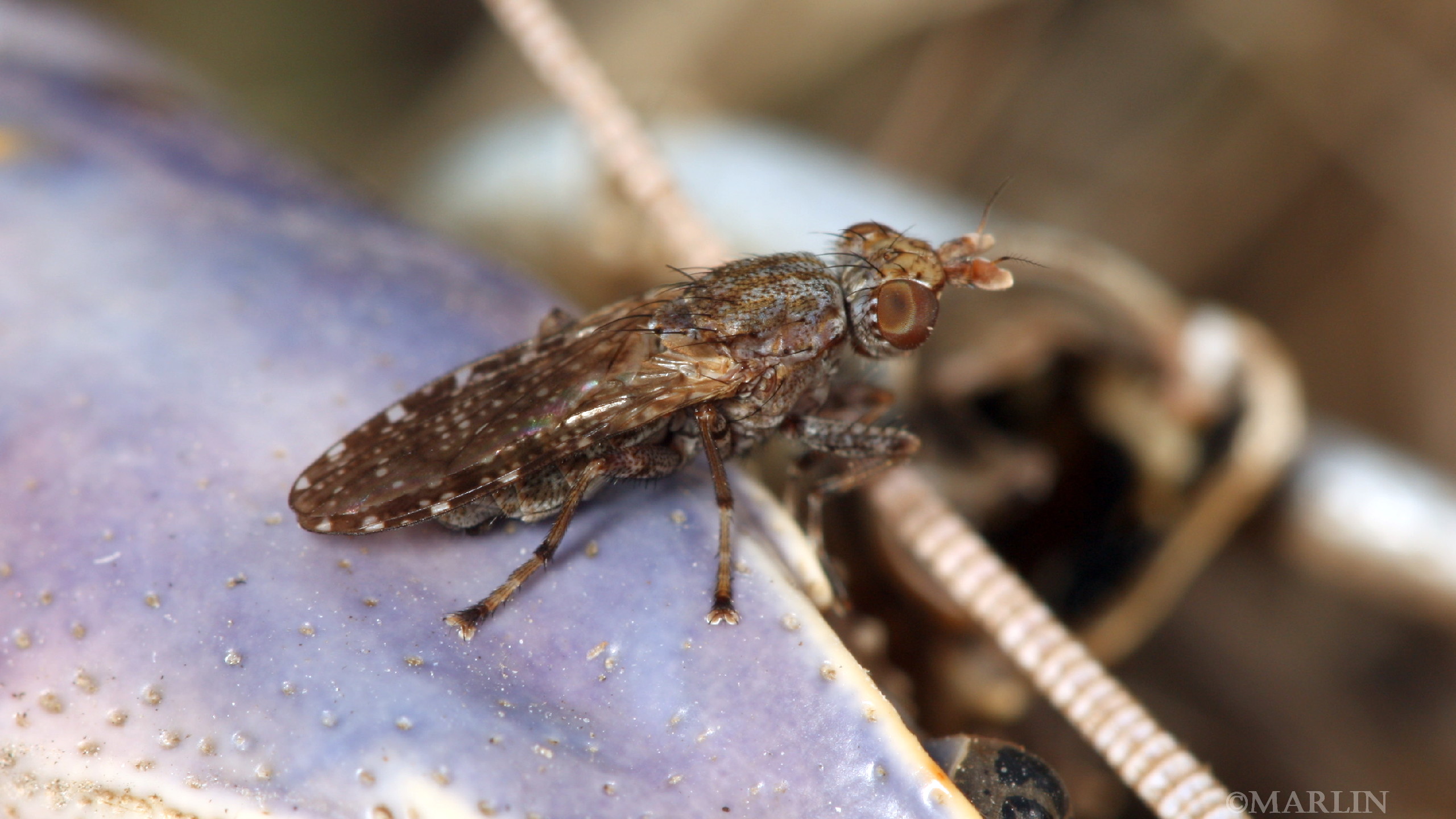 Marsh Flies - Family Sciomyzidae - North American Insects & Spiders